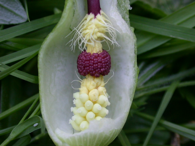 Arum italicum / Gigaro chiaro